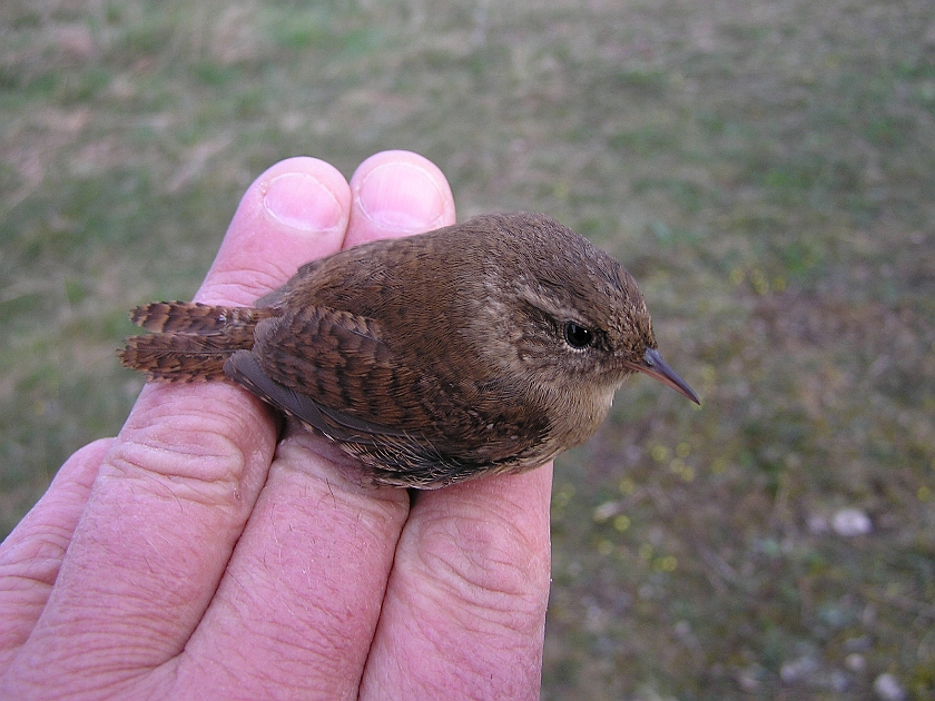 Winter Wren, Sundre 20050512